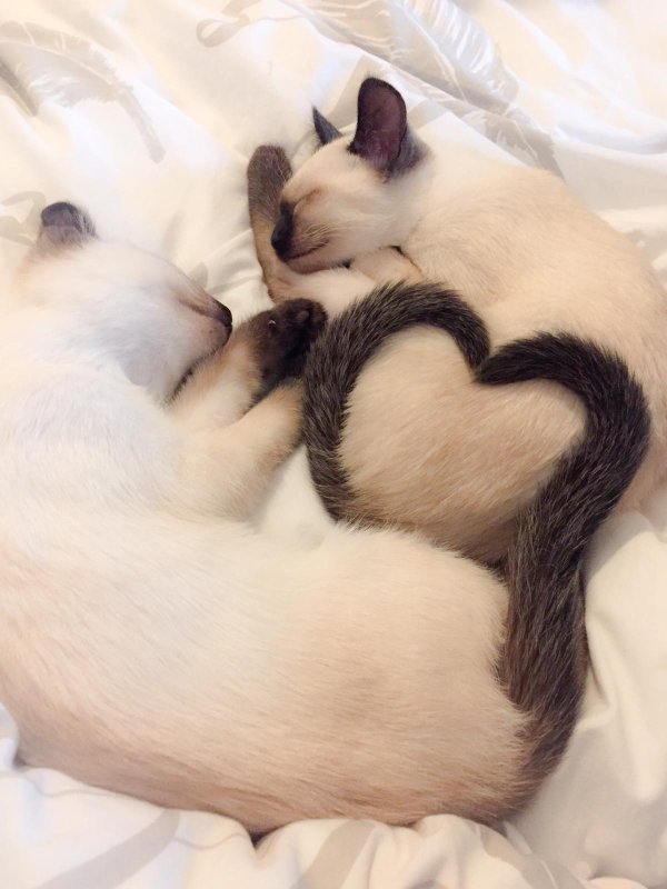 объятия животных