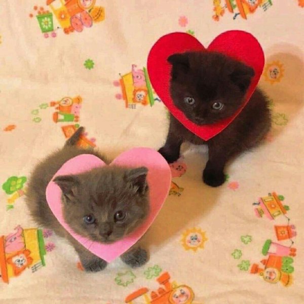 очаровательные котята