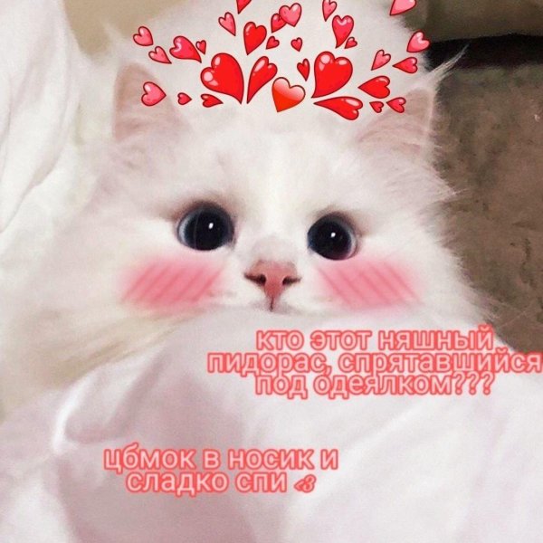 котики милые