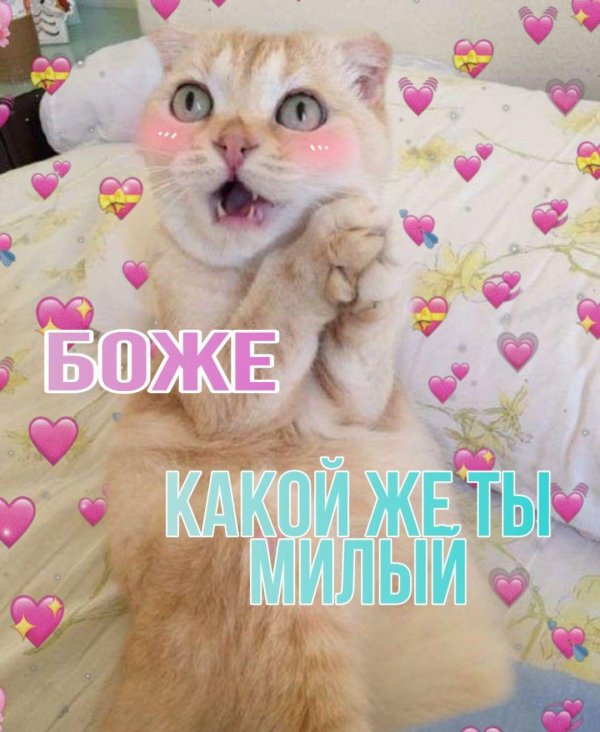 умильный котик