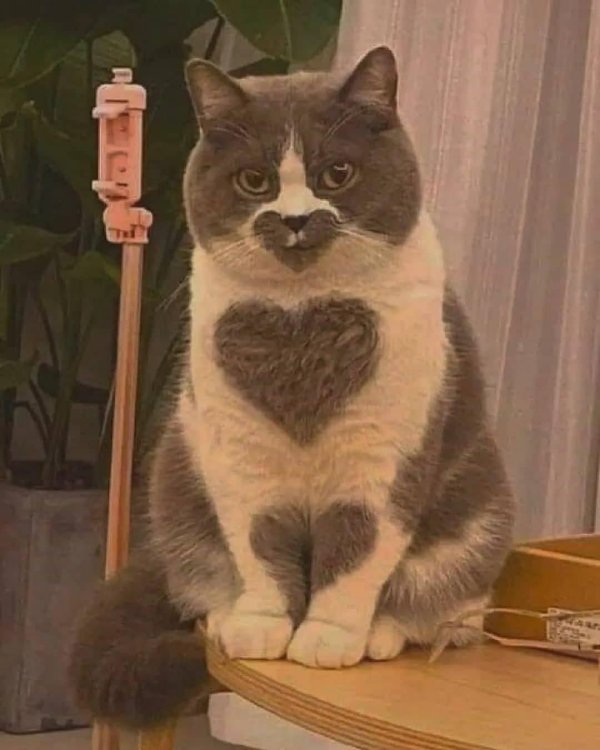 кот с окрасом сердечко