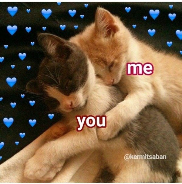 котики обнимашки