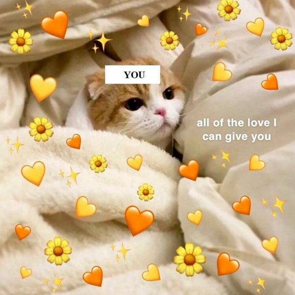 милые коты с сердечками