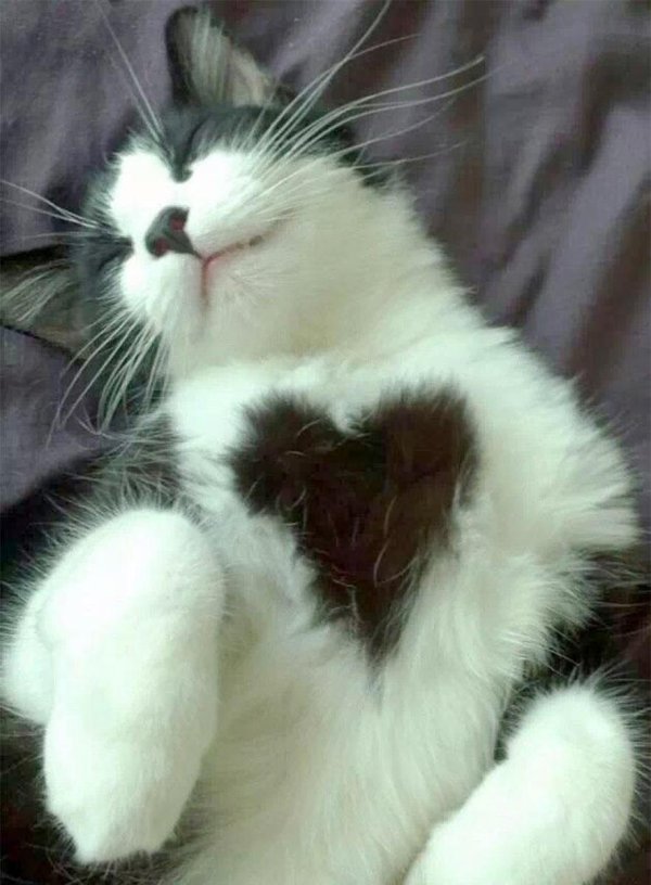 кот с сердцем