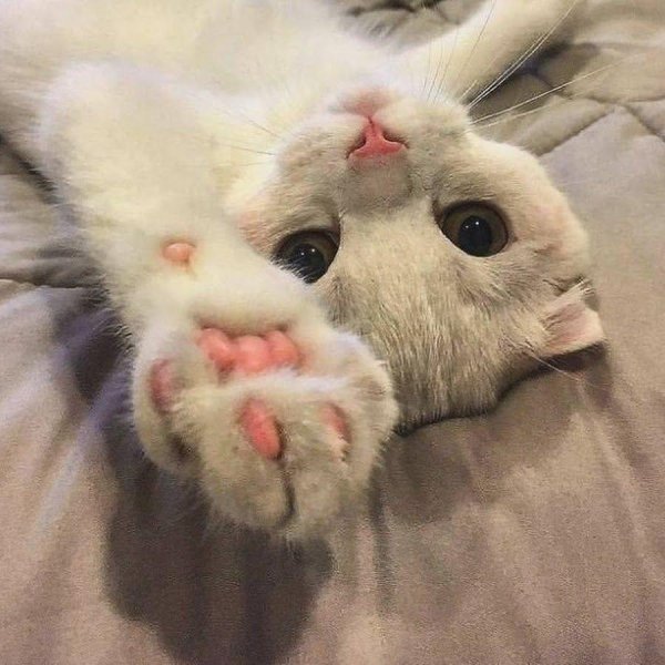 милая котик