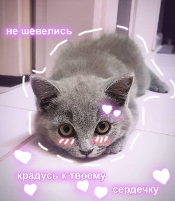 милые пикчи с котиками