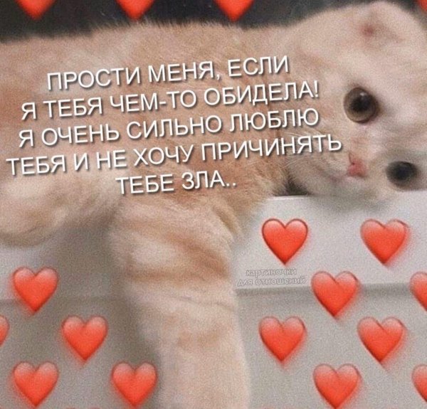 я тебя люблю котик