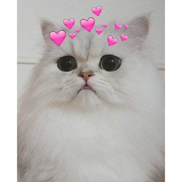 персидская шиншилла