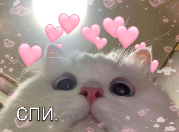 милые котики мем