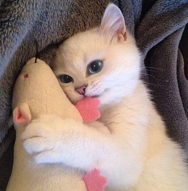 британская золотая шиншилла