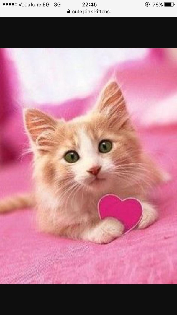 милые котенок