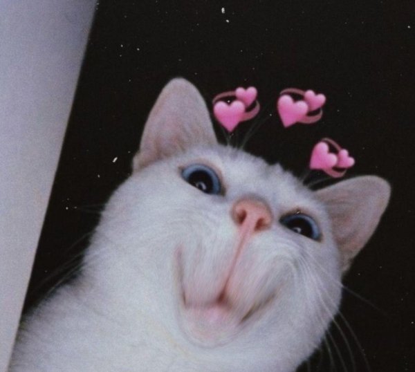 милые пикчи