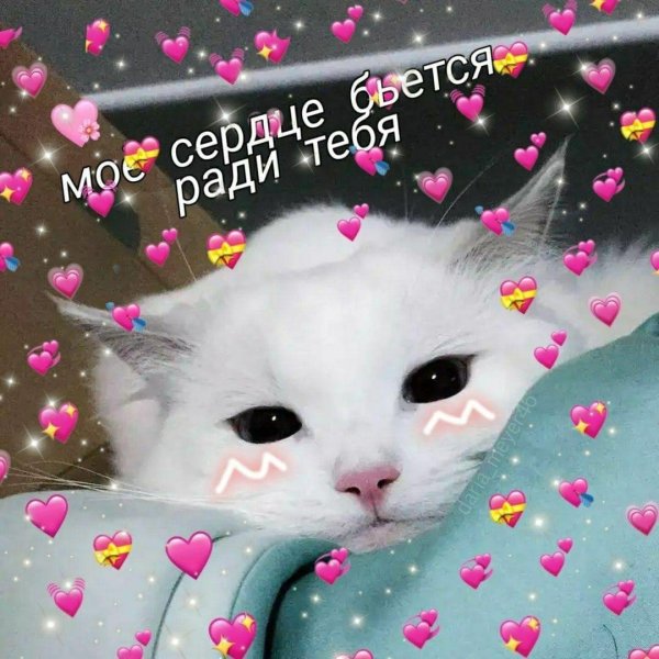 милые пикчи с котиками