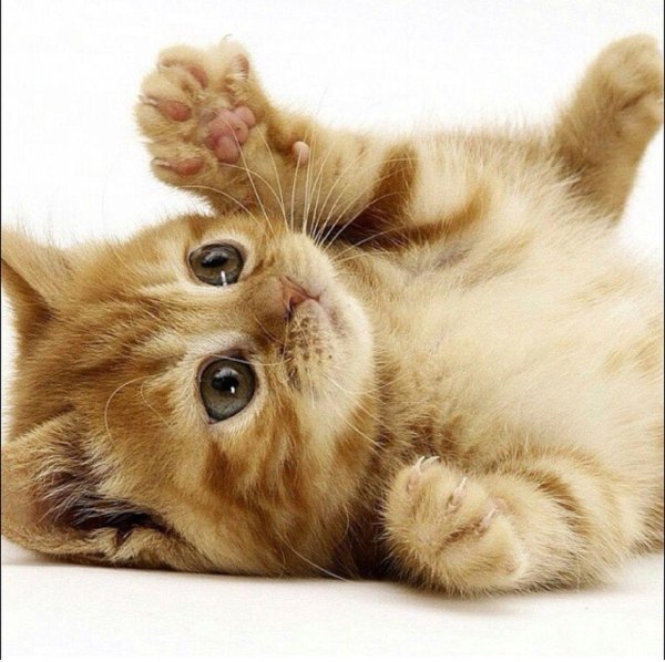 очаровательные котята