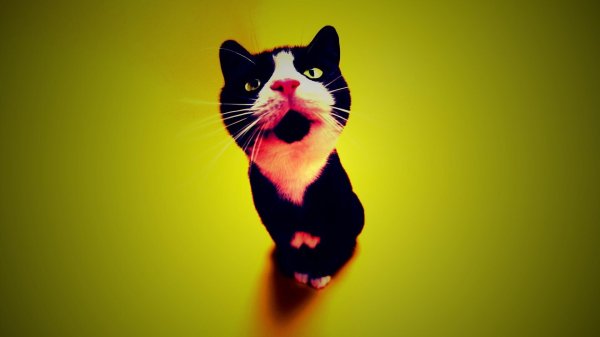 обои с котиками