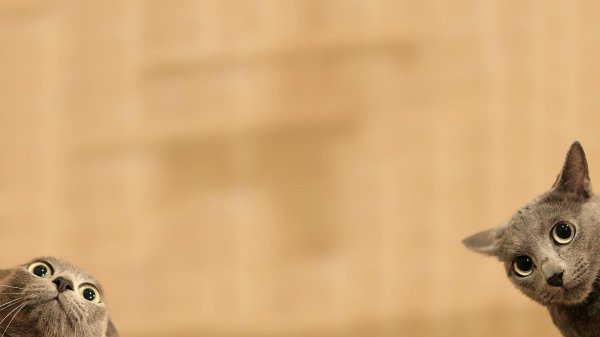 фон с котиком который подглядывает