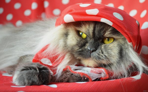 На рабочий стол котики