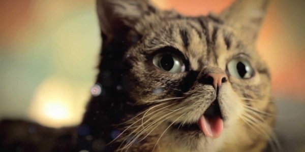 удивленная кошка