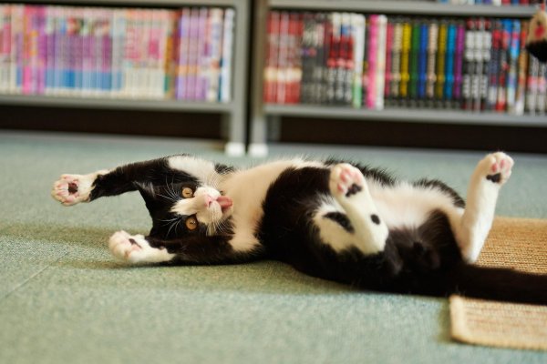 смешной котенок