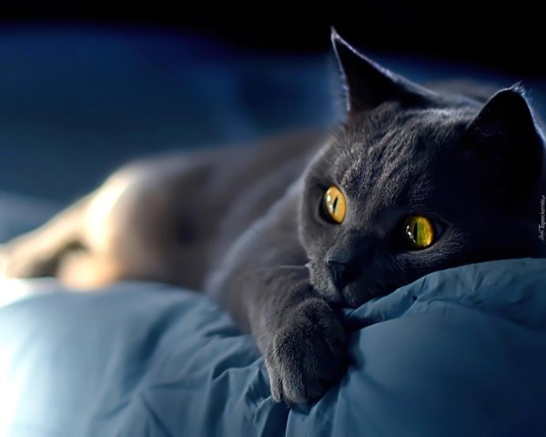 шартрез кошка