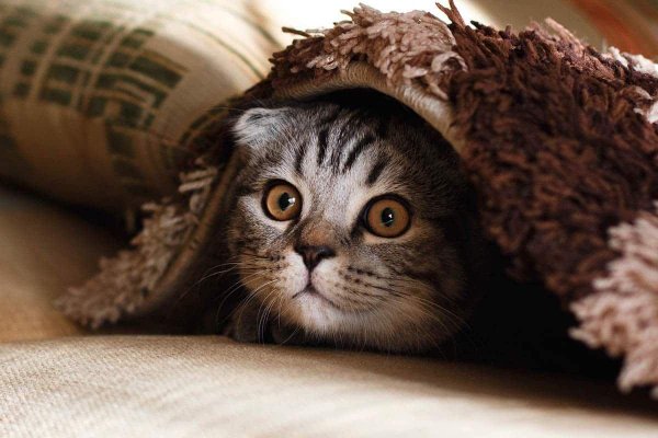 котик выглядывает