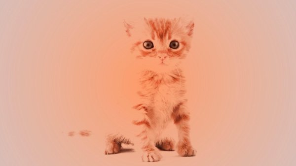 рыжие котята