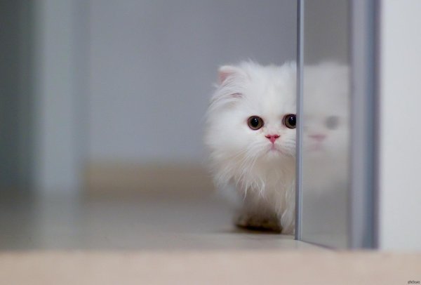 котенок белый