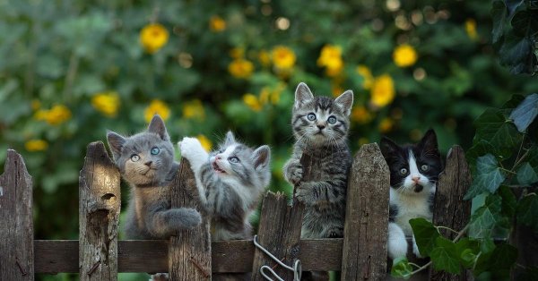 котята на заборе