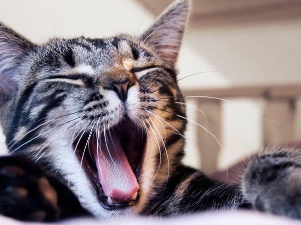 зевающий котик