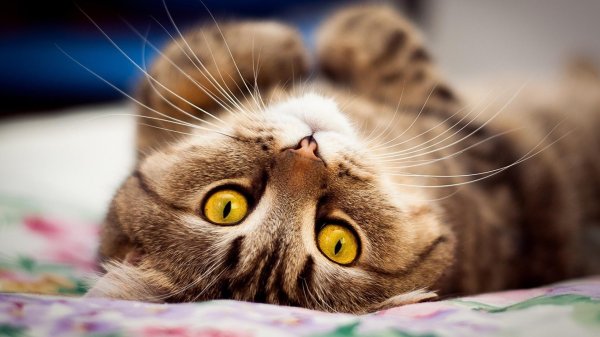 красивые котики