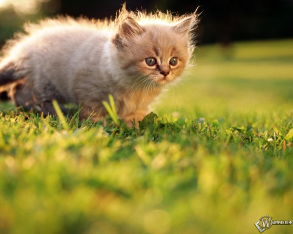 котенок красивый