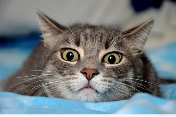 смешной серый кот