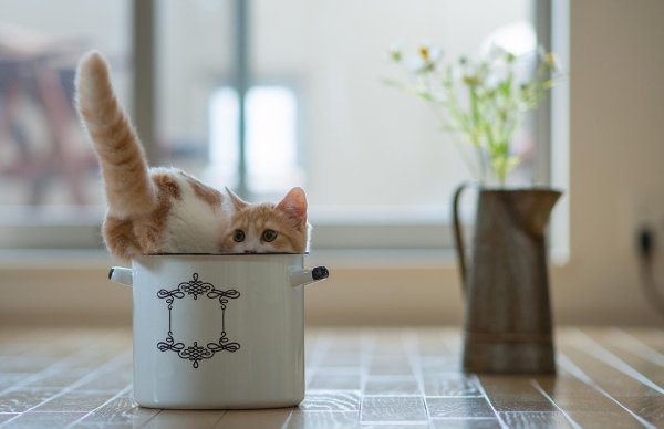 котики милота