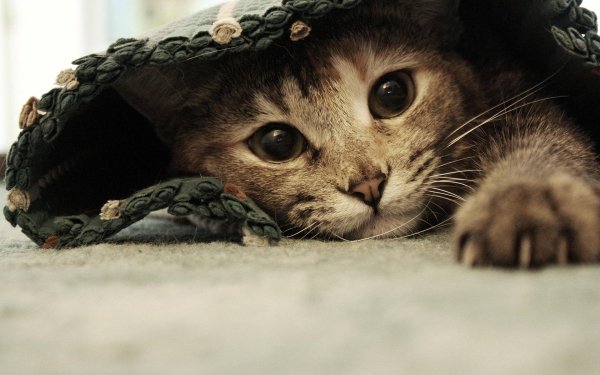 кошки на рабочий стол