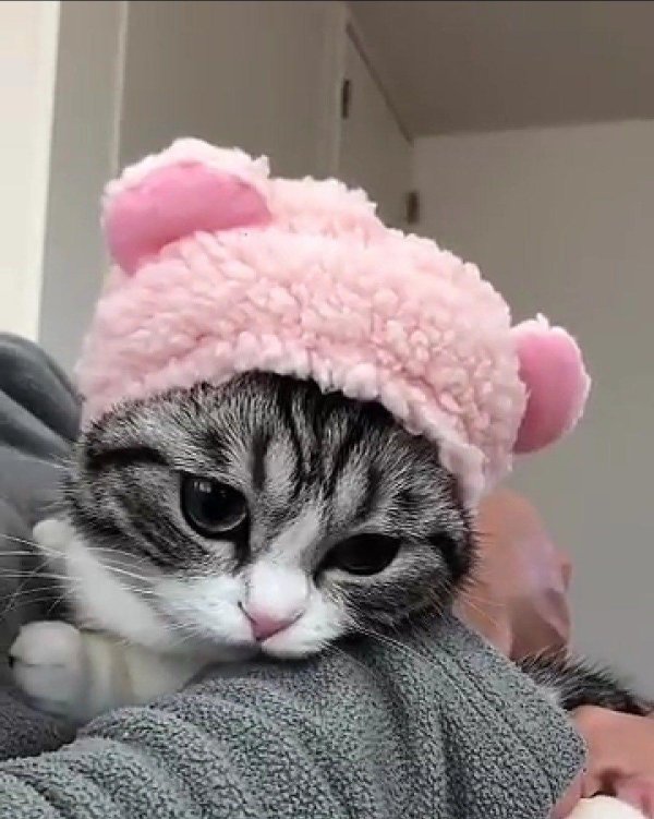 милые котики смешные