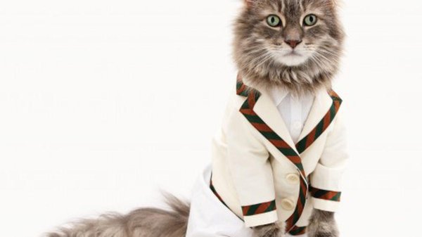 cats wearing clothes