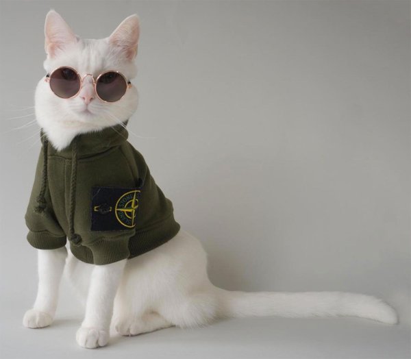 модные котики