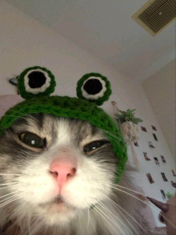 кот в шапке лягушки