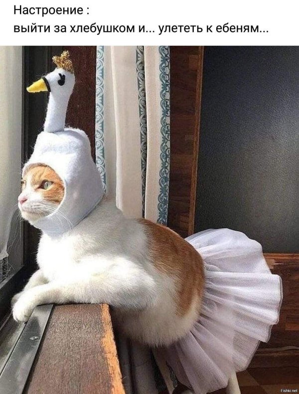 смешная кошка