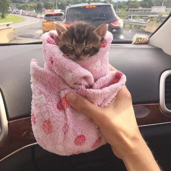 милые котенок