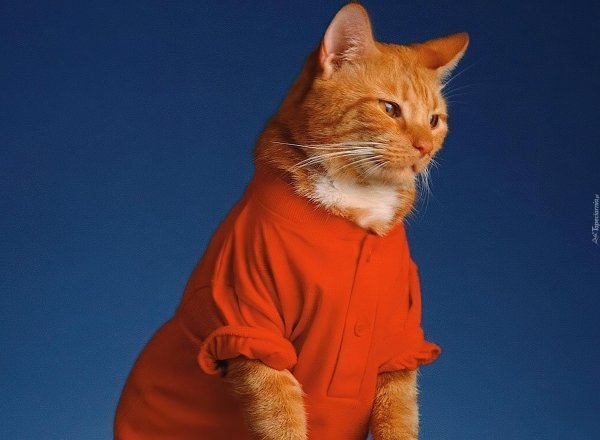 костюм для кота