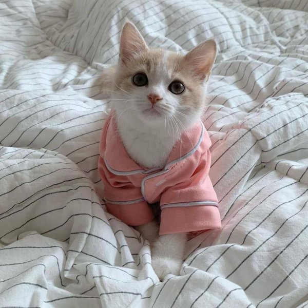 очаровательные котята