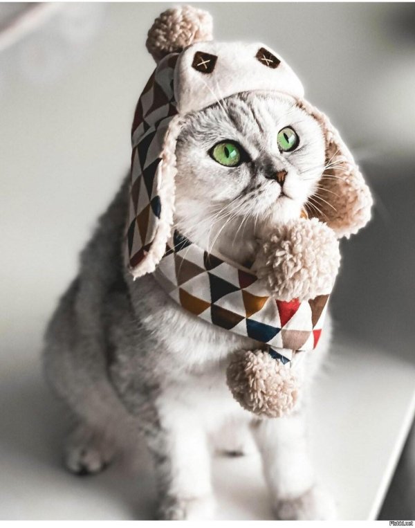 милая котик