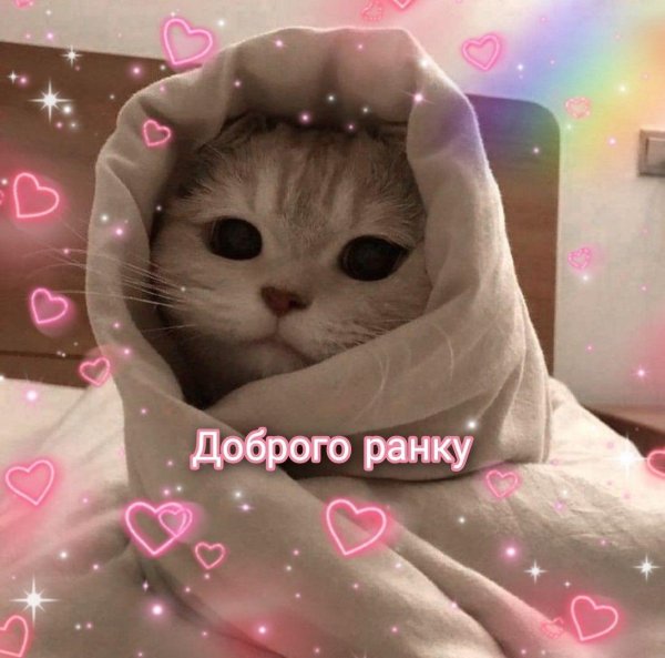 милая котик