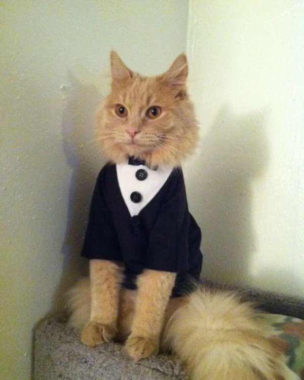 кот с галстуком