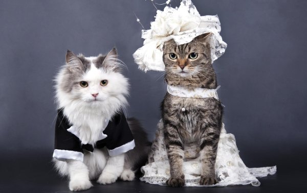 свадебные коты