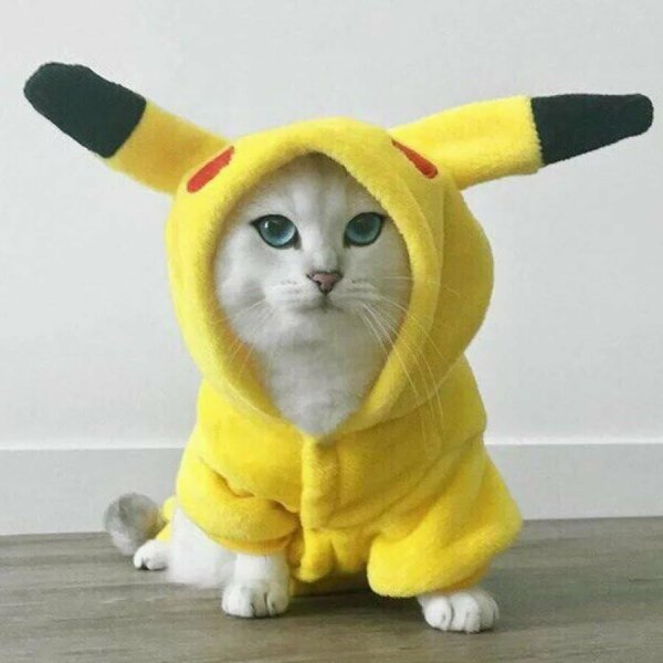 кошка в костюме