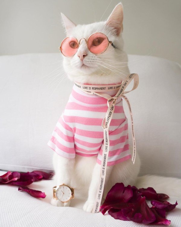 стильные коты