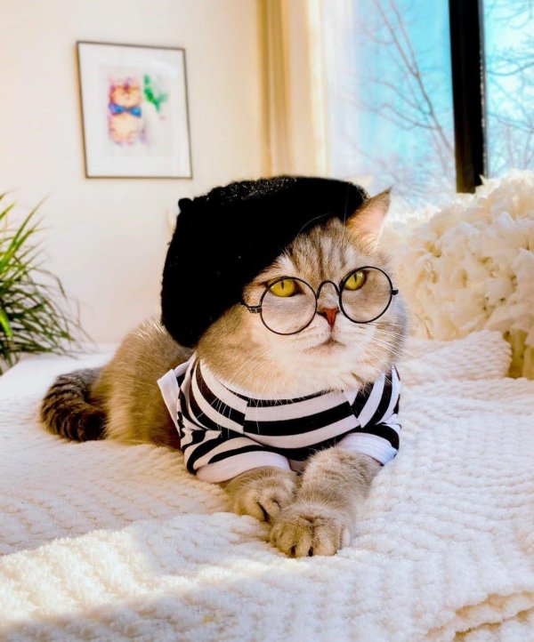 одежда для котов