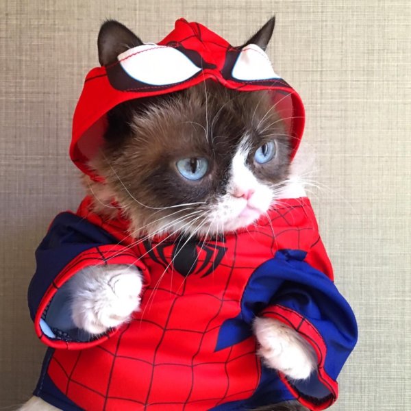 коты супергерои